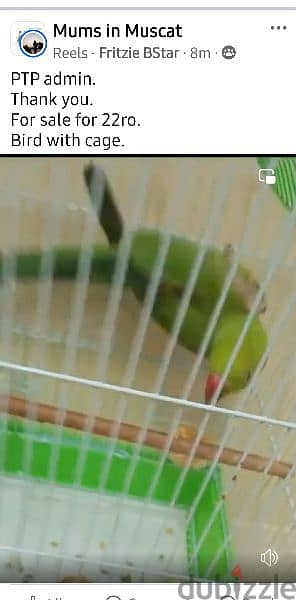 Lovely parrot for sale with cage 1