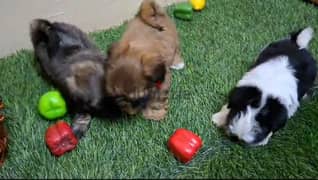 Shih tzu puppies