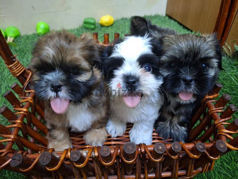 Shih tzu puppies 1