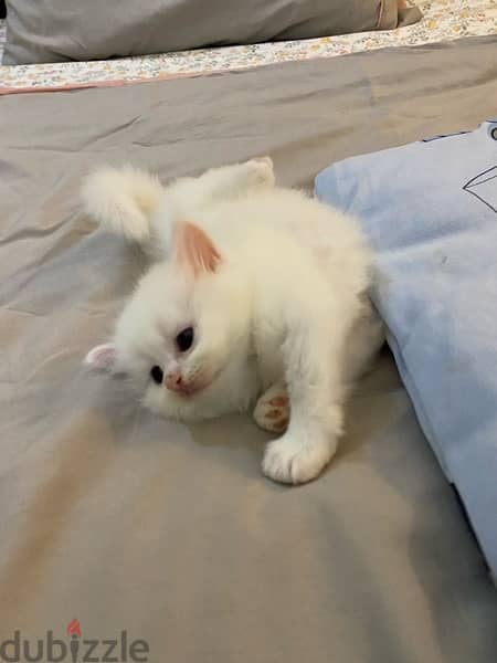 kittens for sale 2