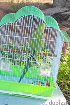 Lovely parrot for sale with cage