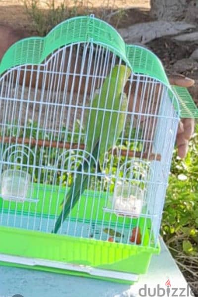 Lovely parrot for sale with cage 0