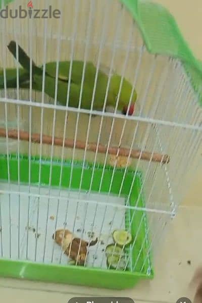 Lovely parrot for sale with cage 3