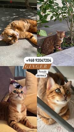 bengal cats for sale 0