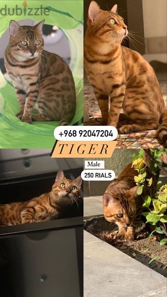 bengal cats for sale 1