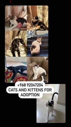 cats and kittens for adoption