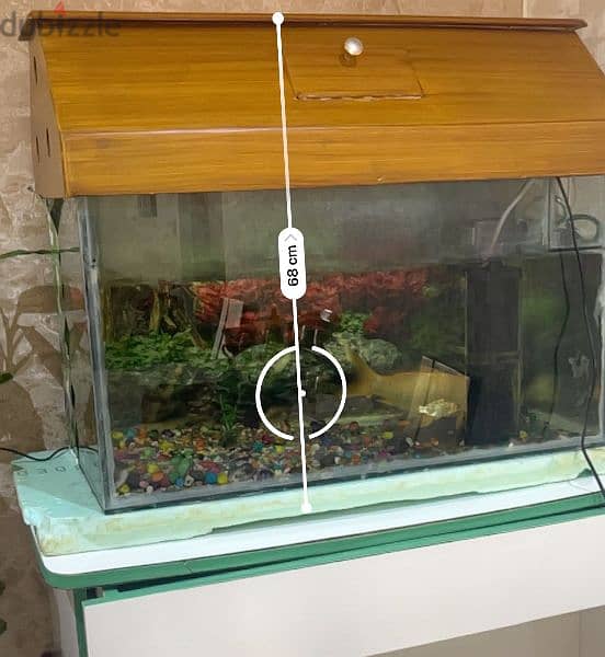 Fish tank 5