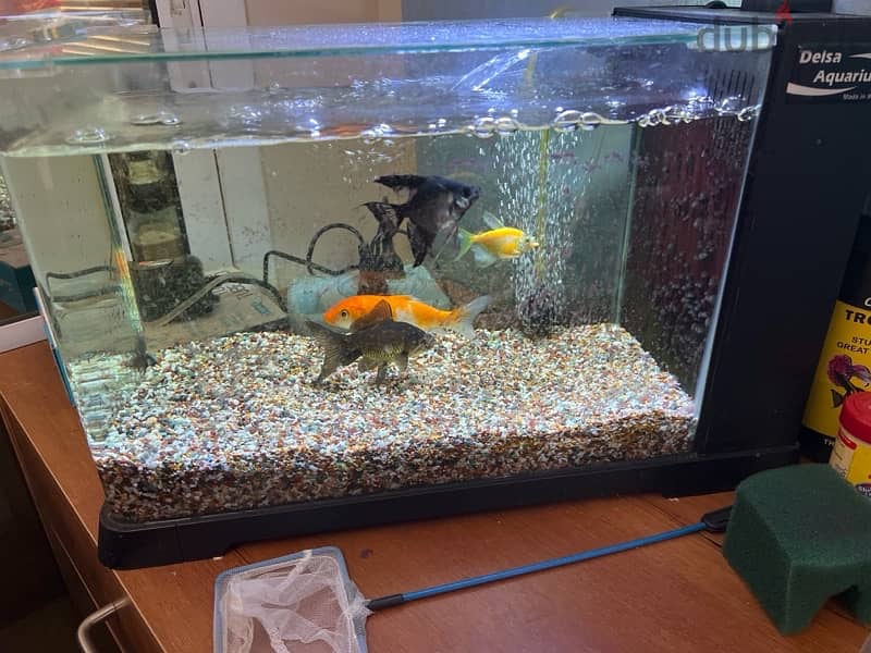 Fish Aquarium Sale 2