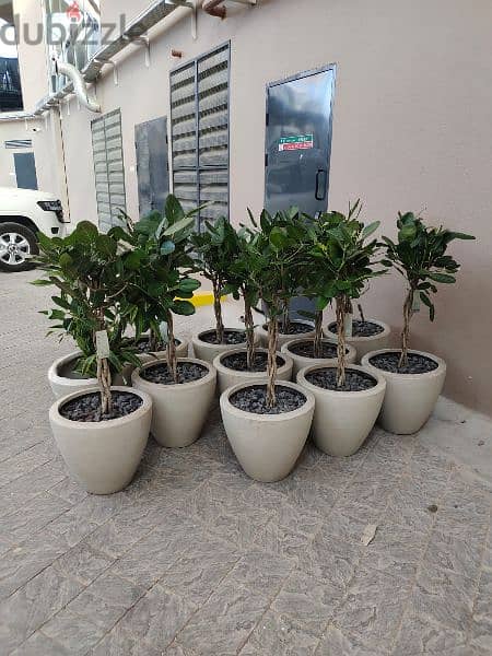 Indooor plants & Outdoor plants Available starting. from 3