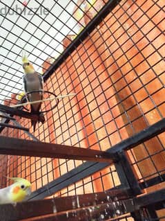 Cockatiels with Cage