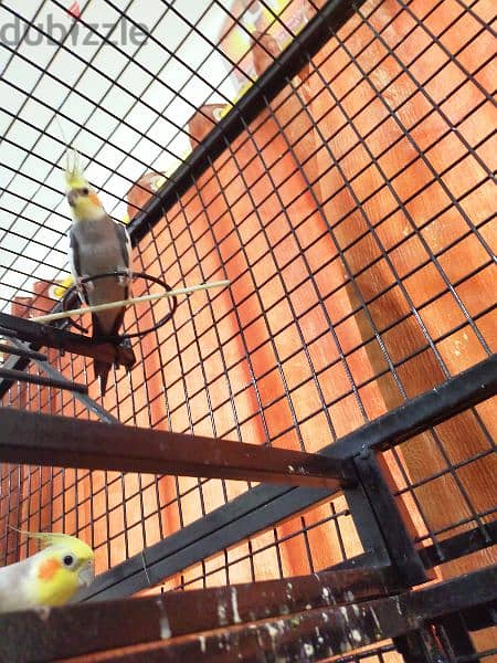 Cockatiels with Cage 1