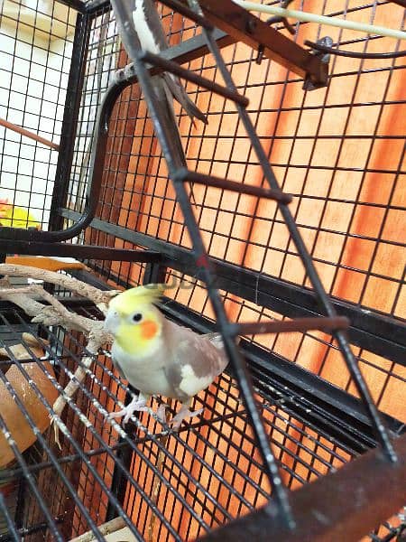 Cockatiels with Cage 2