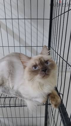 pure Raghdoll cat for sale 0