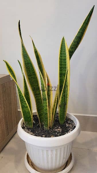 Money plant snake plant for sale 3