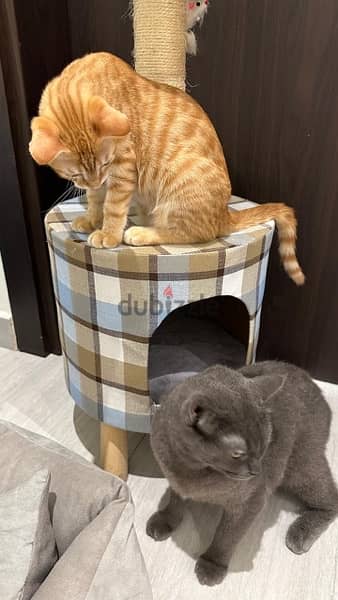 للبيع سكتوش و شيرازي Scotch and sherazee cats 3