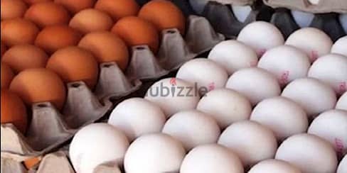 بيض إيراني(جودة عالية، اسعار منافسة!)  Irani Eggs 1