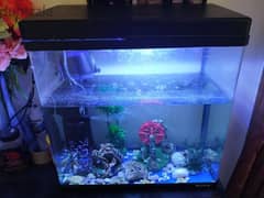 Large Fish Aquarium Tank