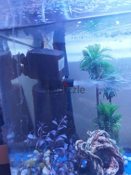 Large Fish Aquarium Tank 1