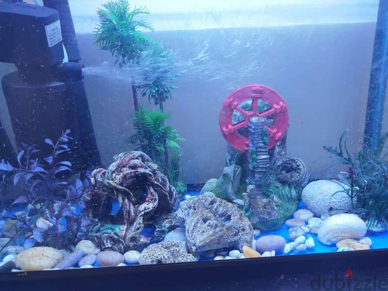 Large Fish Aquarium Tank 2