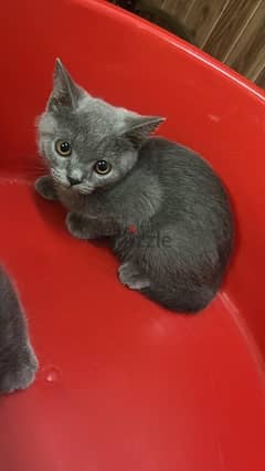 British short hair and Scottish fold