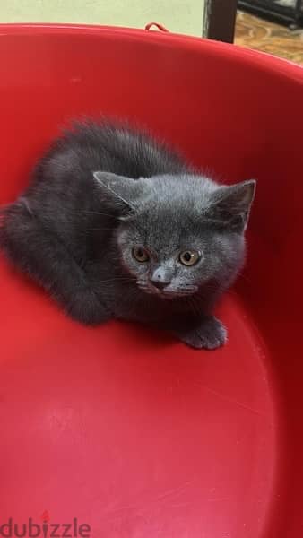 British short hair and Scottish fold 1