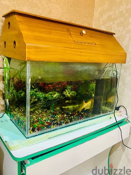 Fish Tank in Excellent condition 1