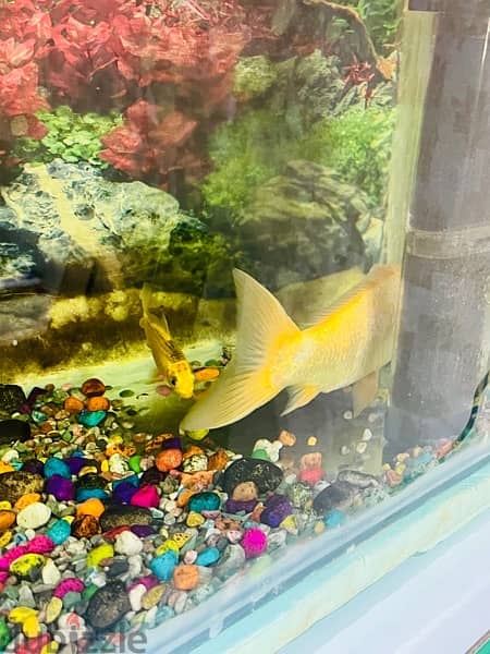 Fish Tank in Excellent condition 3