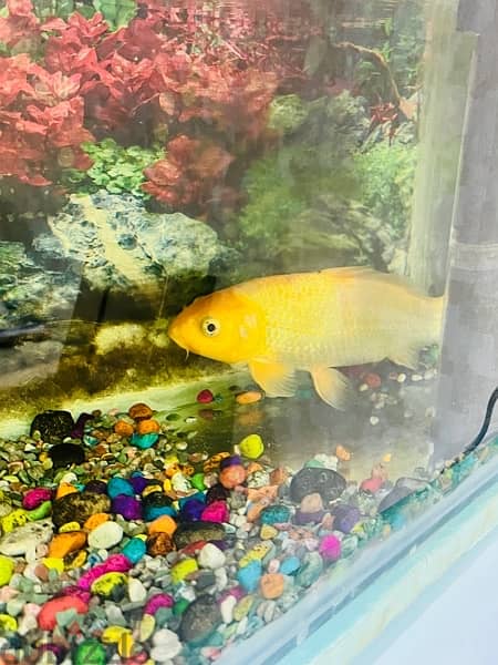 Fish Tank in Excellent condition 4