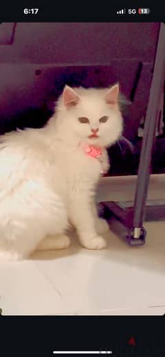 Beautiful cat for sale 0