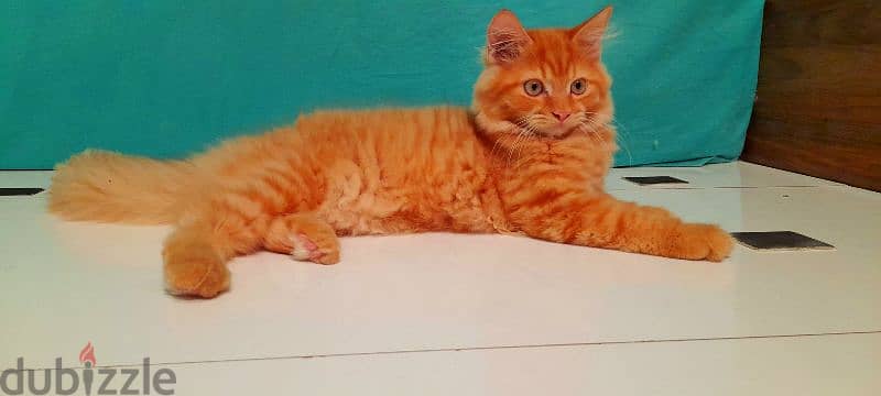 Persian Kitten sale 2