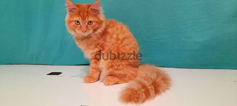 Persian Kitten sale 1