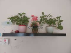 indoor money plants with wall bracket 0