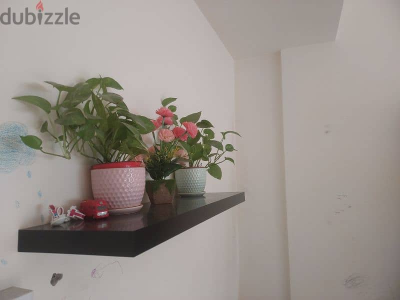 indoor money plants with wall bracket 1