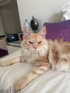 Maine coon male 0