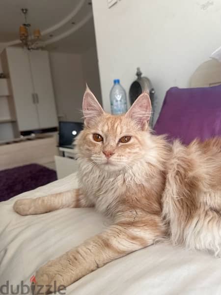 Maine coon male 1