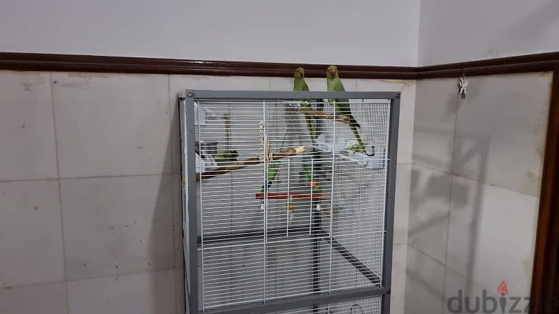 Bird Cage 1