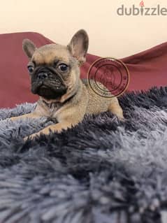 فرانش بلودوج French Bulldog