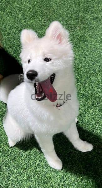 Samoyed