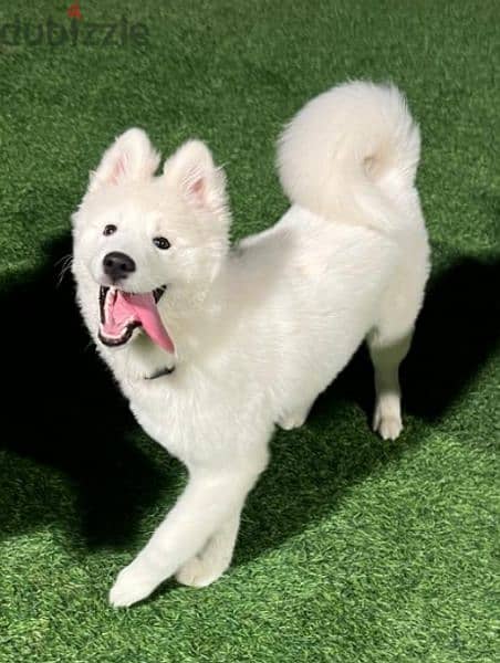 Samoyed 1