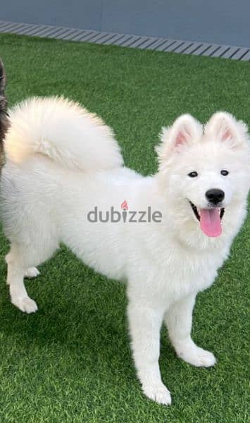 Samoyed 2