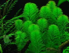 Green Foxtail (Myriophyllum pinnatum)