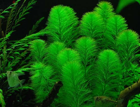 Green Foxtail (Myriophyllum pinnatum) 0