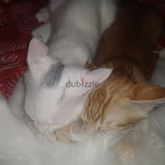 Turkish Angora for sale 1 pair/single 10 OMR Each