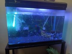 fish tank with table 0