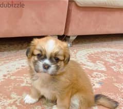 Tiny female Pekingese for sell