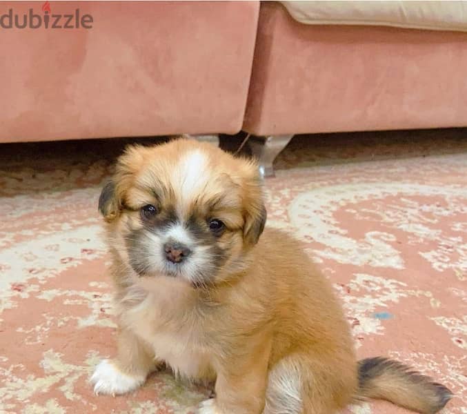 Tiny female Pekingese for sell 0