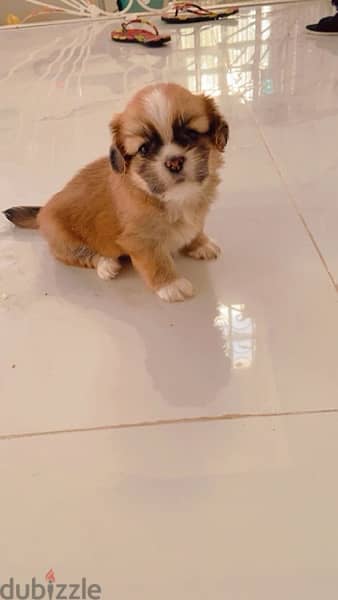 Tiny female Pekingese for sell 1