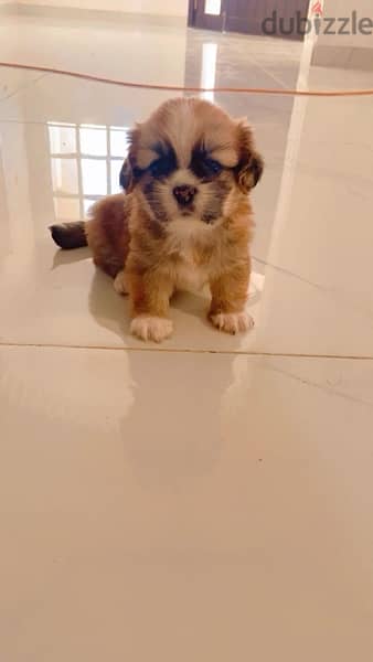 Tiny female Pekingese for sell 2