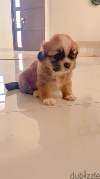 Tiny female Pekingese for sell 3