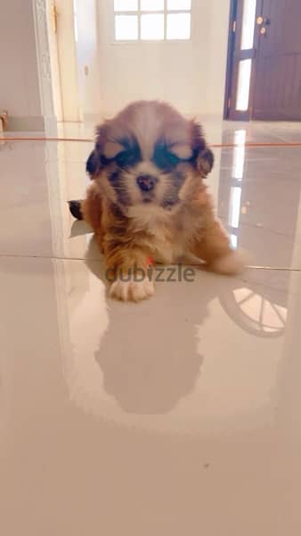 Tiny female Pekingese for sell 4